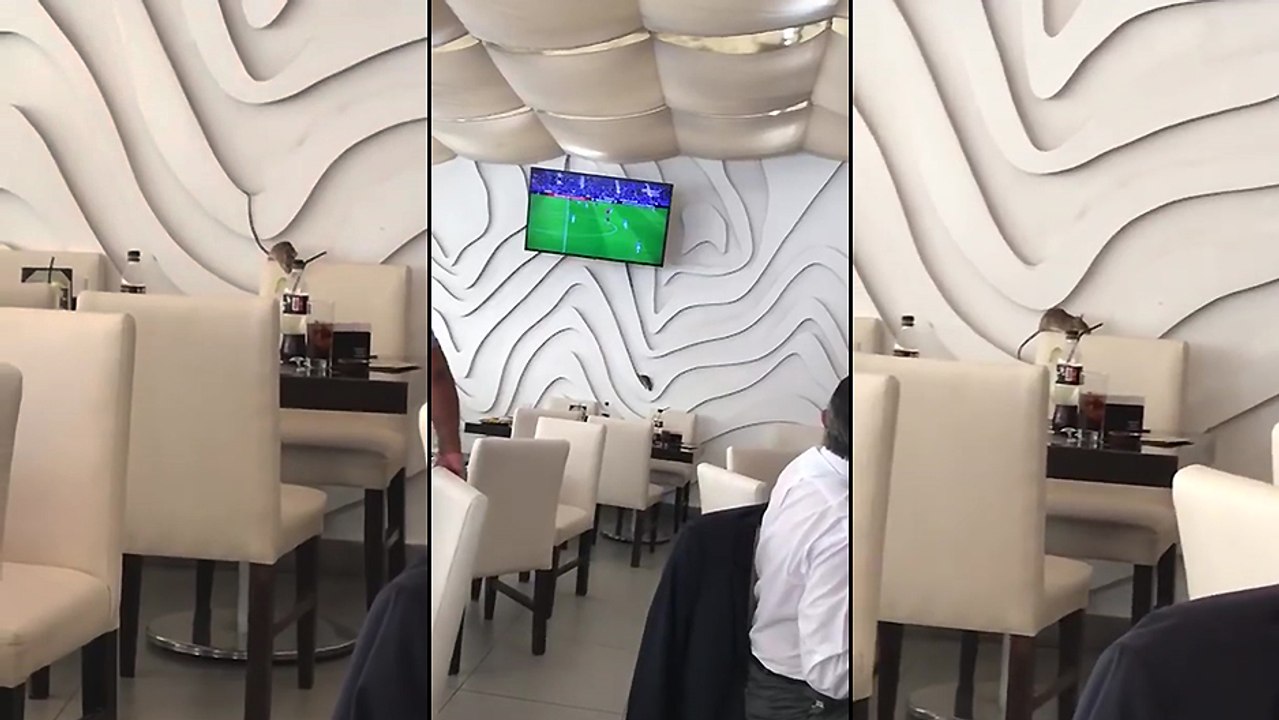 Un rat dans un restaurant