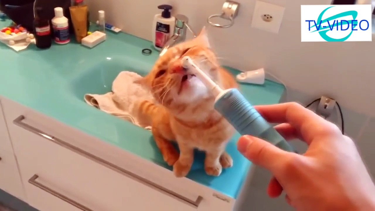 Crazy Cat