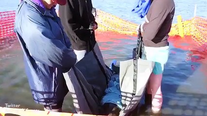Baby dolphin stranded in Mandurah is euthanised _2017