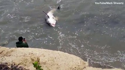 10ft great white shark washes up on a California beach _2017
