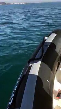 Un requin pèlerin aperçu au Cap D'Agde