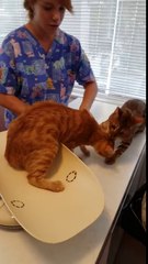 Ce chat tire son pote par l'oreille ! Viens !!