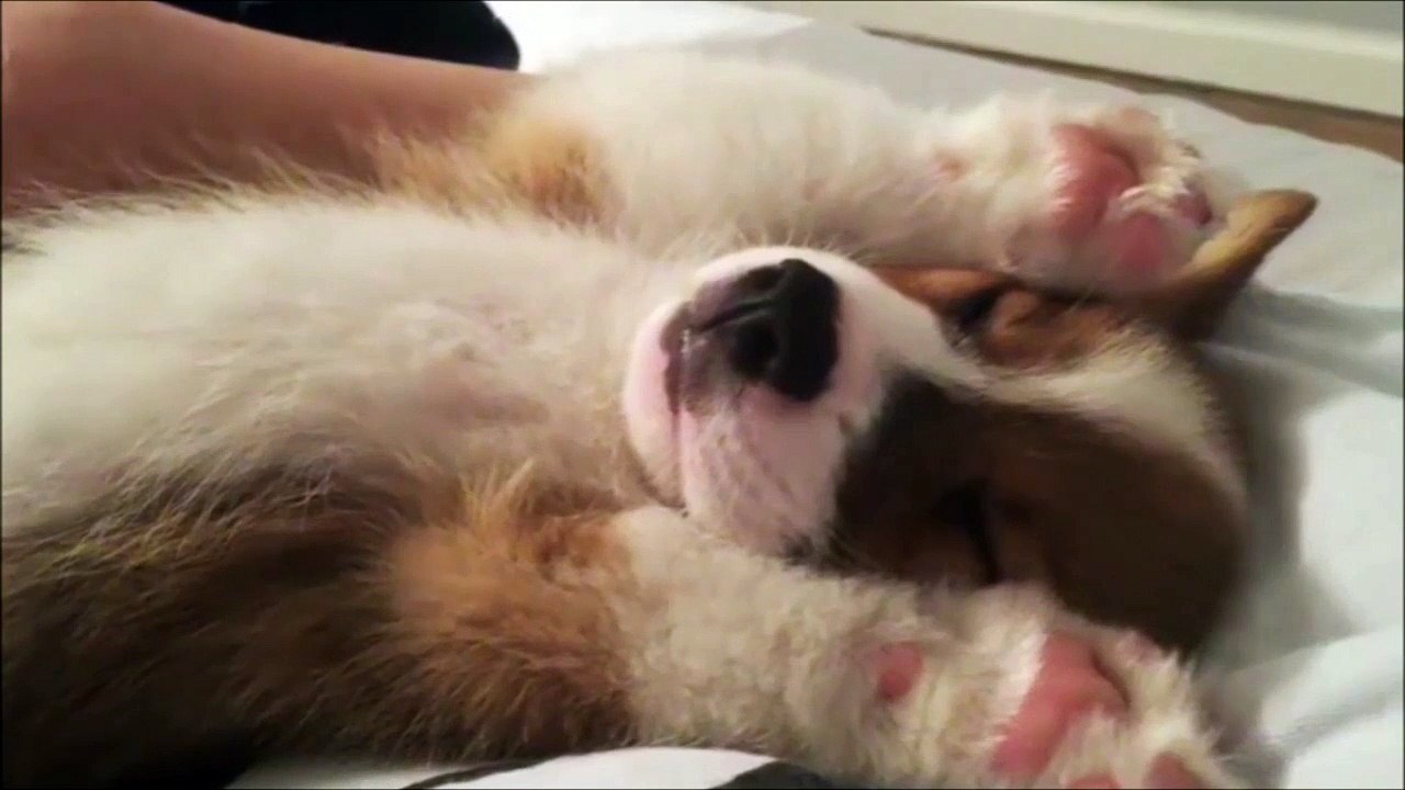 T'as déjà vu un truc aussi mignon... Oh le toutou