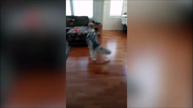 Ce husky pète un plomb