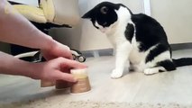 Impossible d'arnaquer ce chat au jeu de la bille... Incroyable