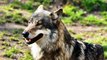 Organizaciones ecologistas renuncian al Comité Consultivo del Plan de Gestión del Lobo de Asturias