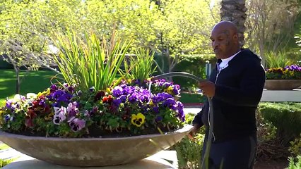 CRAZY NEIGHBOR - Mike Tyson & Anwar Jibawi