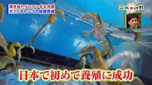 たけしのニッポンのミカタ！ 2016年12月9日　161209