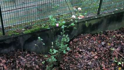 Timelapse : Zeitraffer - Pinneberg Orkan Xaver Dezember 2013 /Full Film/Complete Movie/Ganzer Film