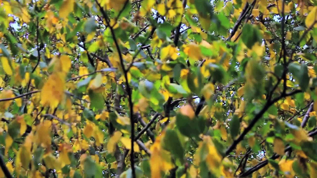 Timelapse : Zeitraffer - Deutschland im Herbst 2013 /Full Film/Complete Movie/Ganzer Film