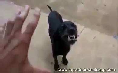 Videos Engraçados 2015 - Tirando o Demônio do Cachorro kk.