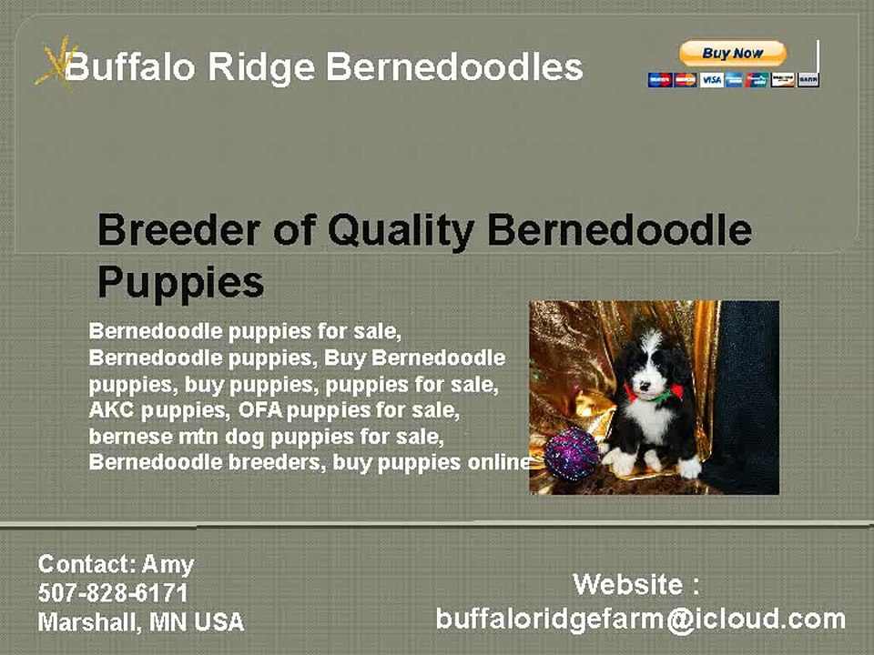 Bernedoodles