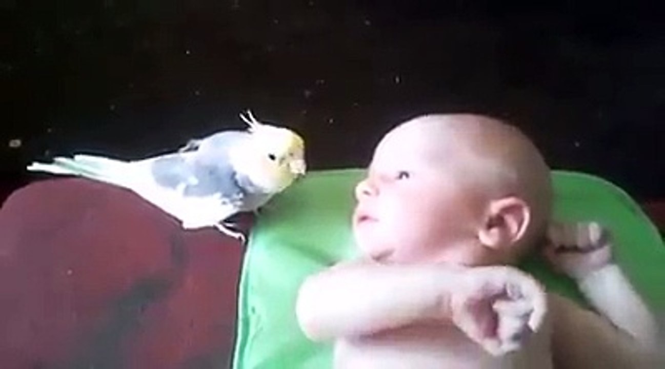bebekle kafa yapan papağan