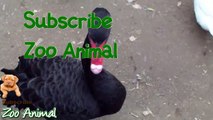 Real Duck Chickens Goose PigeonFarm Animals vi