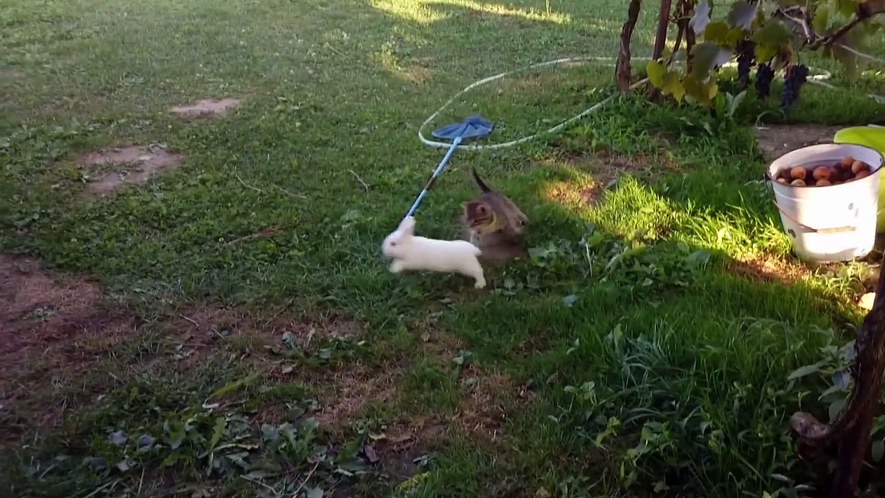 Cat Gets Destroyed While Playing Tag With A Bunny