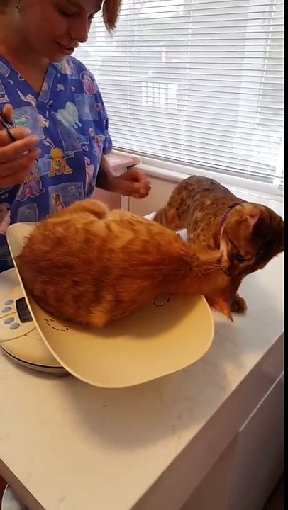 un chat aide son pote à quitter le véto