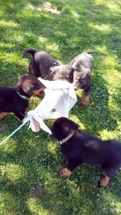 Séance débourrage mâles beaucerons 6sem1/2