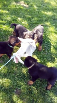 Séance débourrage mâles beaucerons 6sem1/2