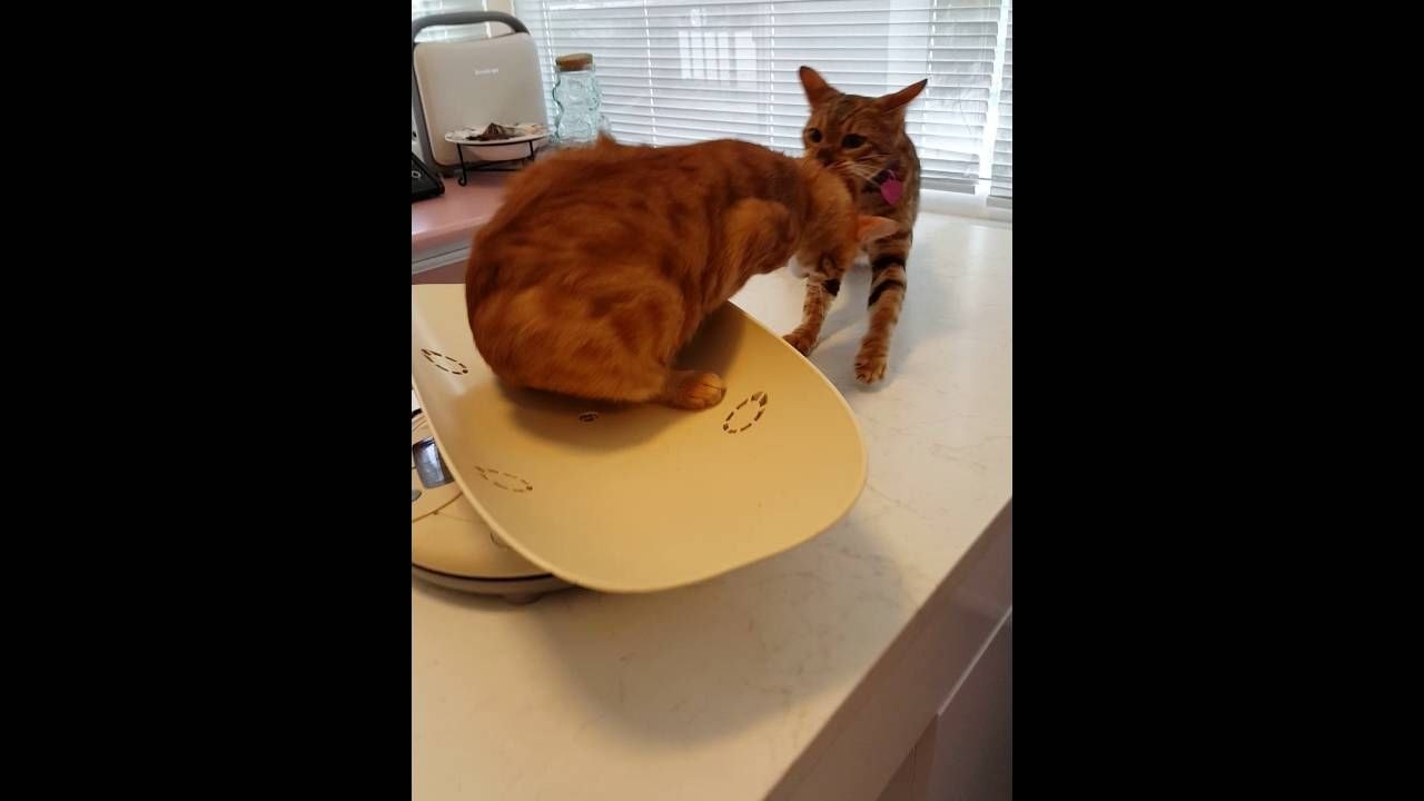 Un chat aide son pote à partir de chez le vétérinaire