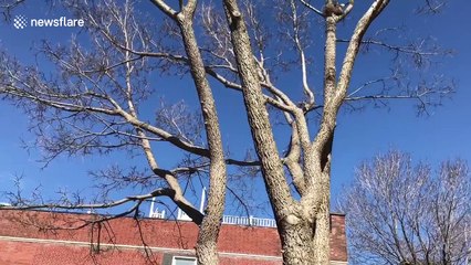 Naughty squirrel steals Easter egg during hunt
