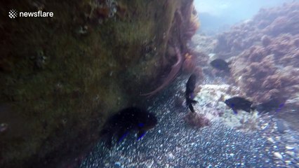 Octopus attacks moray eel