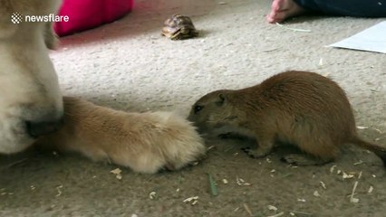 Just a cute prairie dog and a golden retriever