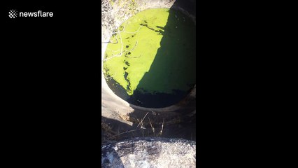 Dog winched to safety after getting stuck in deep well for several days