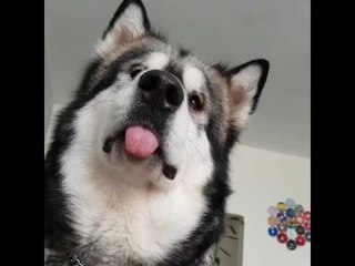 Curious Alaskan Malamute Wants What You're Having