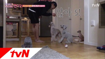 '세젤귀' 강아지 4마리와 함께 사는 윤박의 일상 공개