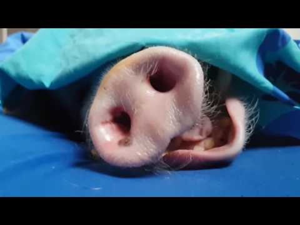 Pet Owner Alters Her Pig's Yawn With Hilarious Results