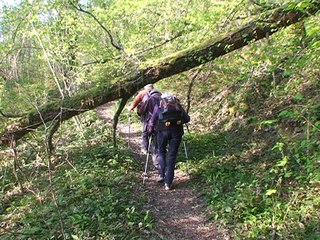 Ruisseau de Ternèze - Curienne 73490 Parc des Bauges