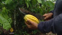 Ecuador’s cocoa farmers making fair trade chocolate