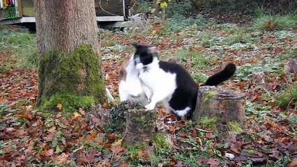 Puppies and Kittens Best Friends Compilation 2015