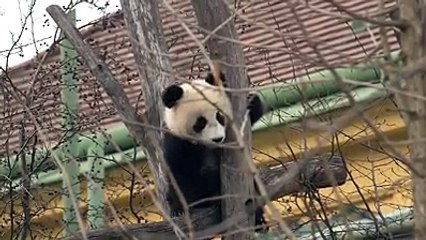 The Vienna twin cubs - Outdoors for the first... - The Great Panda Conspiracy