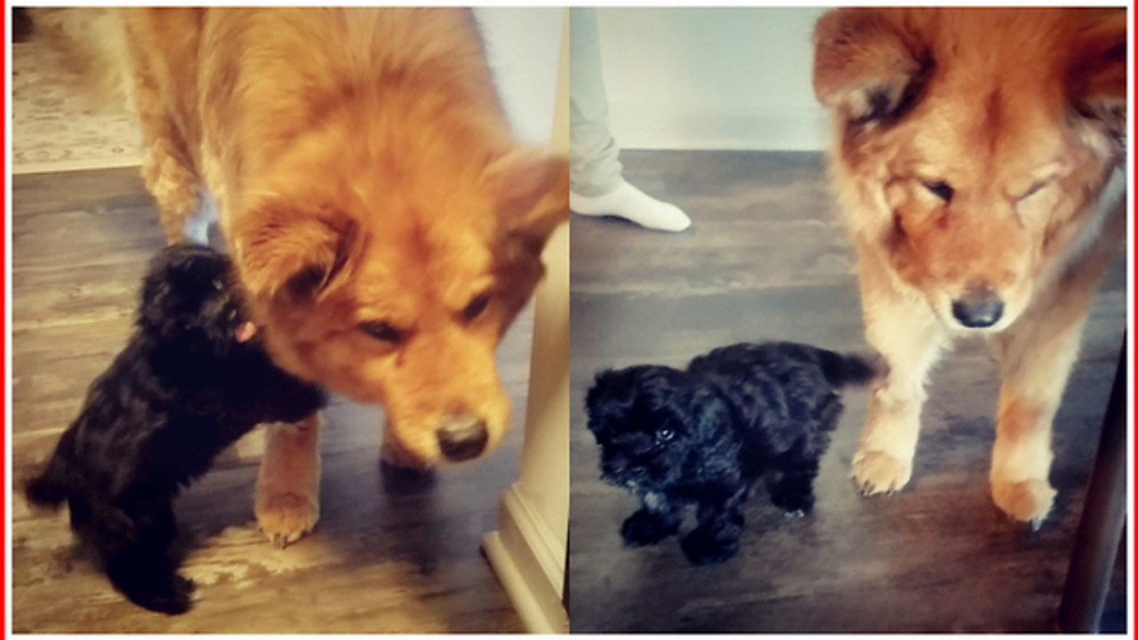 Puppy stops at nothing to get attention from blind dog