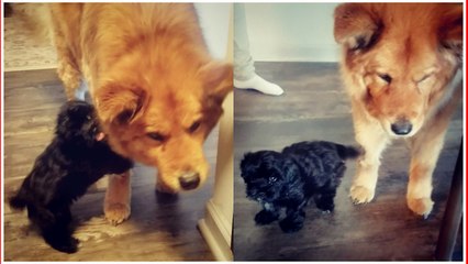 Puppy stops at nothing to get attention from blind dog