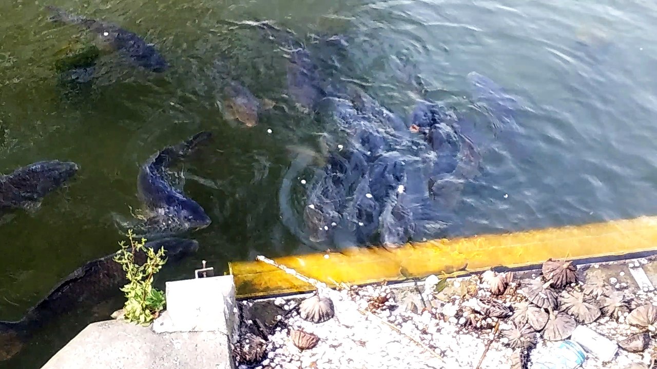 Fishing