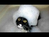 Cats Hate Water! - Funny Cats in Water Compilation 2017