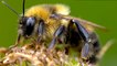 Save the Bees: 3 Important Things to Know
