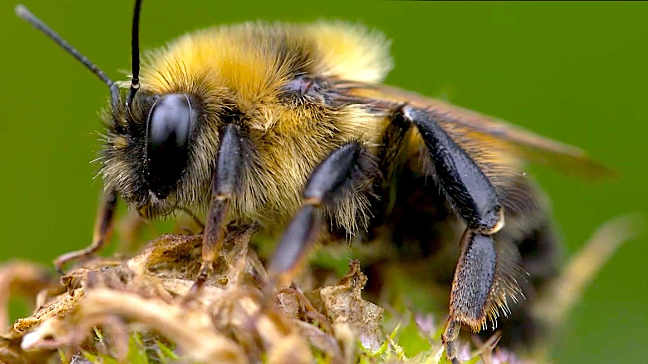Save the Bees: 3 Important Things to Know