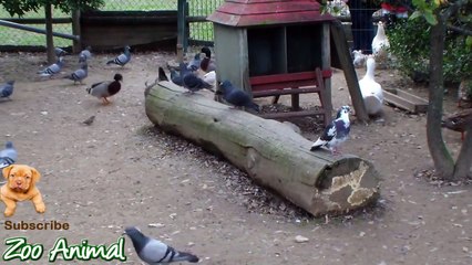 Real Duck Chickensn Swan in farm animals - Farm Animals video f