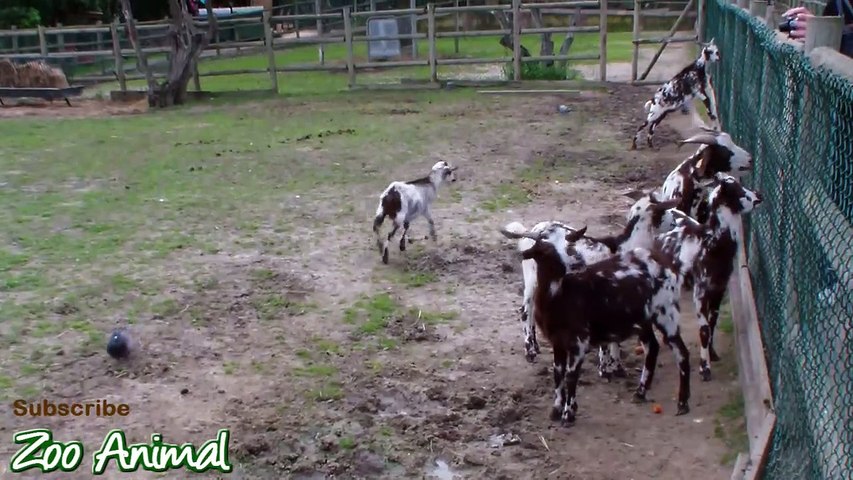 Happy goats in farm animals al video for kids - Animais TV