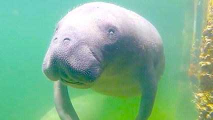 3 Fun Ways to Hang with Rare & Majestic Creatures