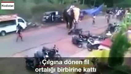 Çılgına Dönen Fil Ortalığı Birbirine Kattı