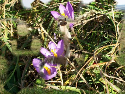 Compostelle Le Puy Conques