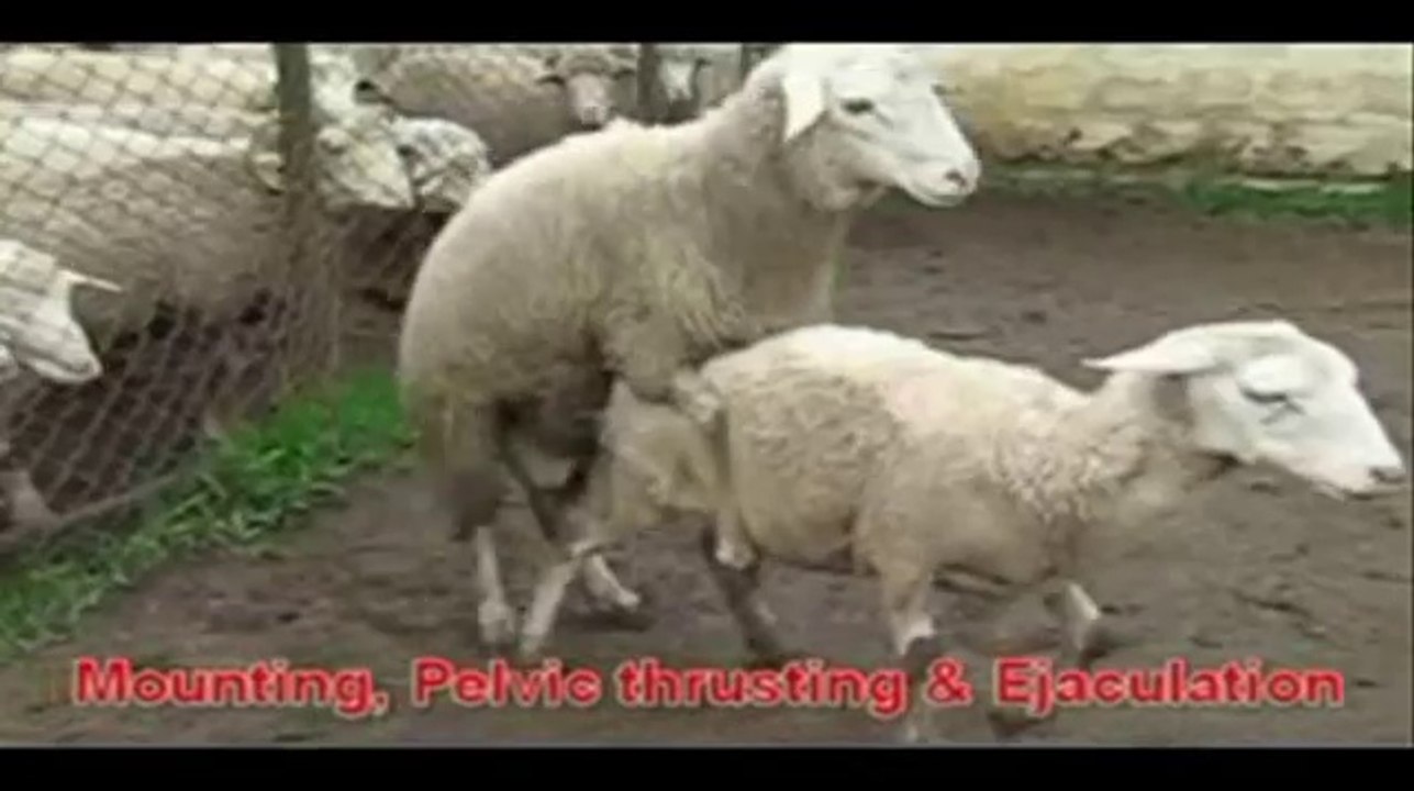Sheep Mating Behavior