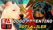 Dogo argentino vs rottweiler (Pelea a muerte hipotética) ¿Quien gana?
