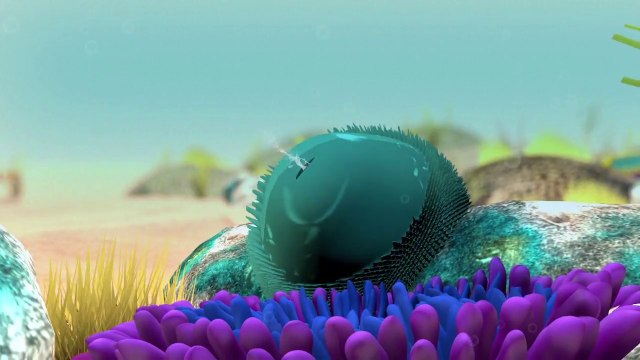 2nd Year Of Mass Coral Bleaching | Great Barrier Reef May Not Recover