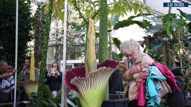 Le second arum titan également en fleur au Jardin botanique de Meise