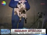 TURKİSH shepherd DOG and LAMB ★ KANGAL kuzulara annelik yapıyor